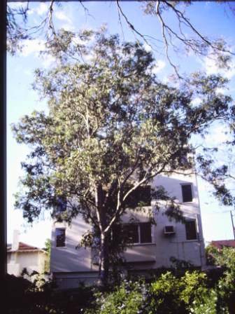 T12029 Eucalyptus prava 