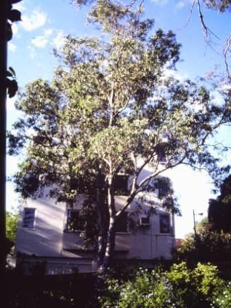 T12029 Eucalyptus prava