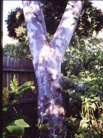 T12029 Eucalyptus prava