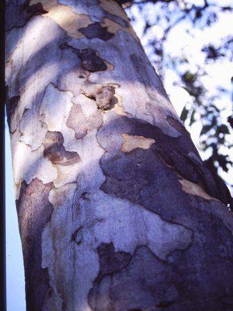 T12029 Eucalyptus prava