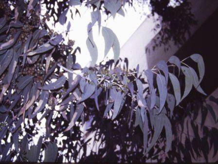 T12029 Eucalyptus prava