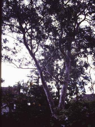 T12029 Eucalyptus prava