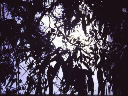 T12029 Eucalyptus prava 