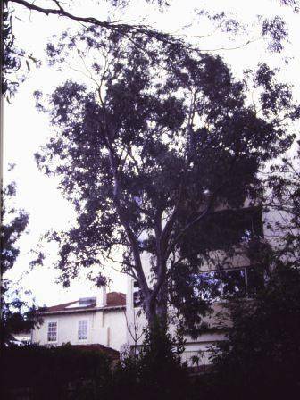 T12029 Eucalyptus prava