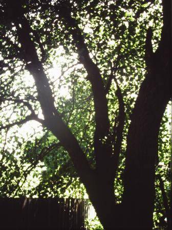 T12030 Pyrus communis