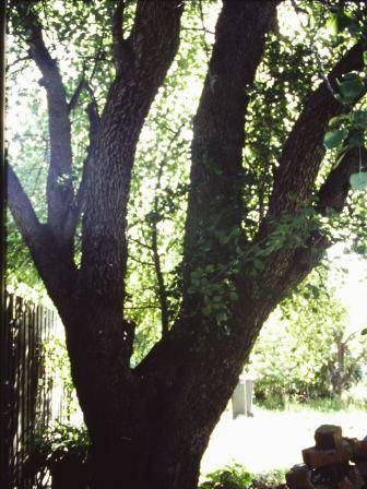 T12030 Pyrus communis 