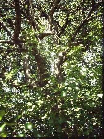 T12030 Pyrus communis 