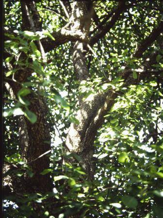 T12030 Pyrus communis 
