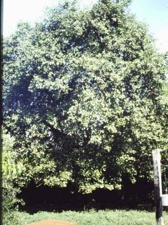 T12030 Pyrus communis