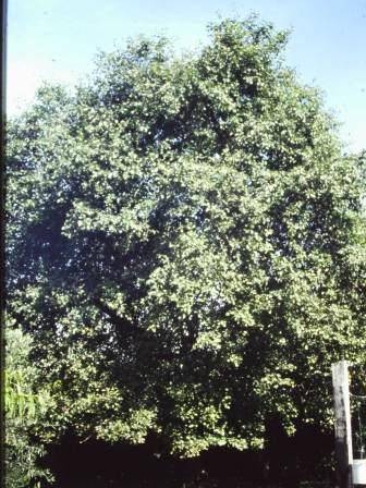 T12030 Pyrus communis