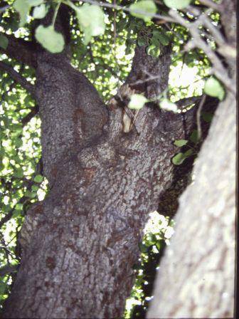 T12030 Pyrus communis 