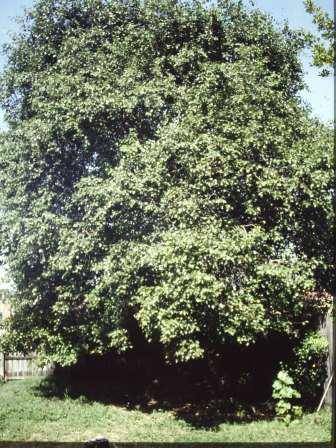 T12030 Pyrus communis