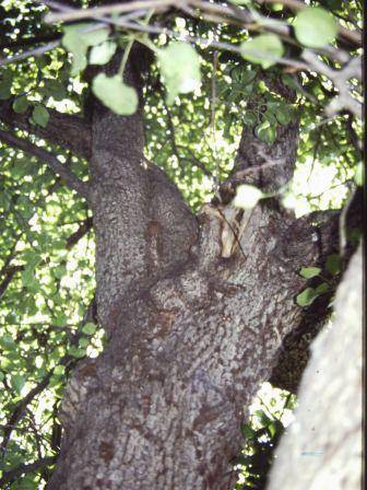 T12030 Pyrus communis