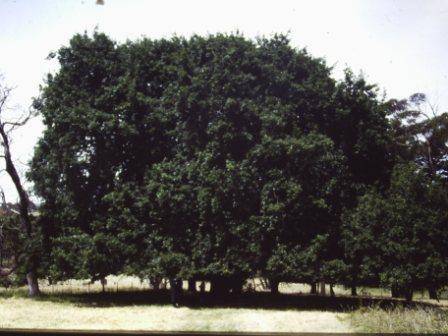 T12032 Quercus robur
