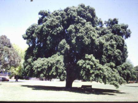 T12037 Quercus suber 