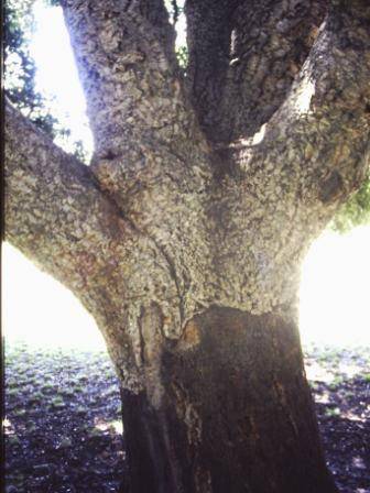 T12037 Quercus suber