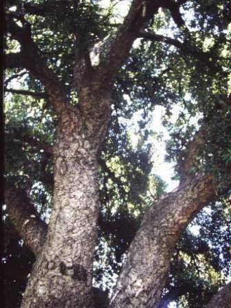 T12037 Quercus suber 