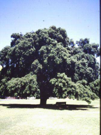 T12037 Quercus suber