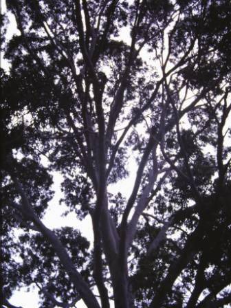 T12038 Corymbia maculata