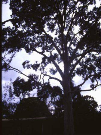 T12038 Corymbia maculata