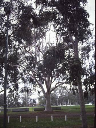 T12040 Corymbia citrodora