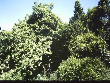 T12076 Ficus palmata