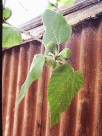 T12076 Ficus palmata