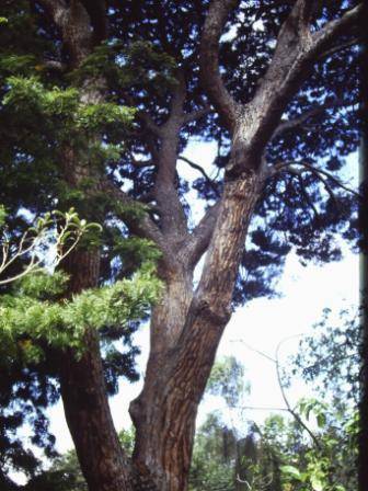 T12083 Pinus pinea