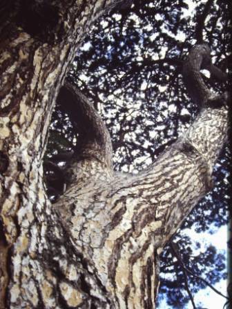 T12083 Pinus pinea