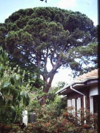 T12083 Pinus pinea