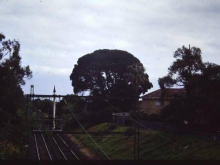 T12083 Pinus pinea