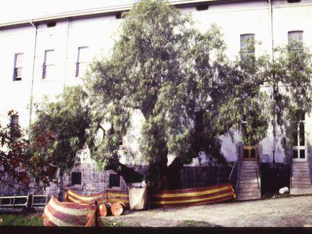 T12125 Schinus molle var areira