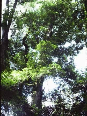 T11054 Nothofagus cunninghamii