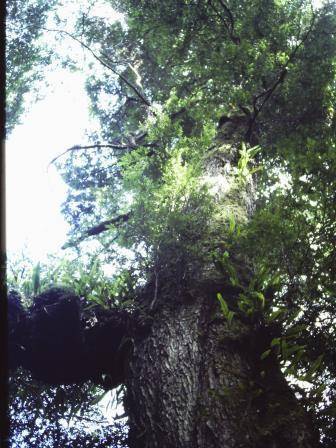 T11054 Nothofagus cunninghamii