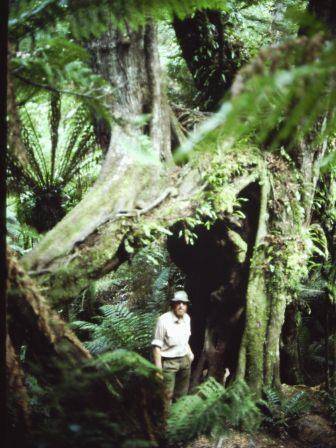 T11054 Nothofagus cunninghamii