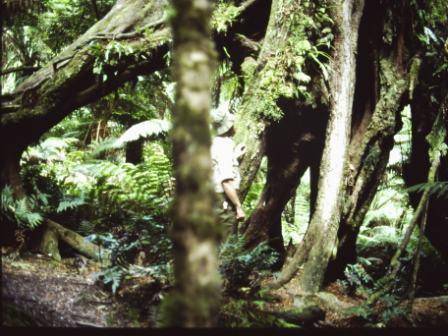 T11054 Nothofagus cunninghamii