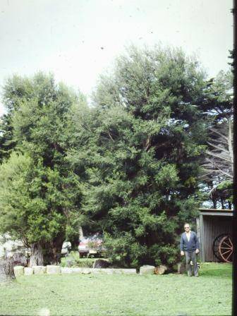 T11065 Melaleuca lanceolata