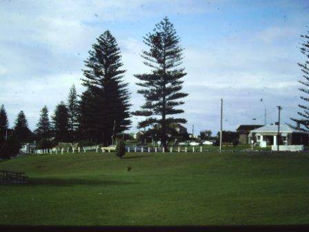 T11072 Araucaria heterophylla 