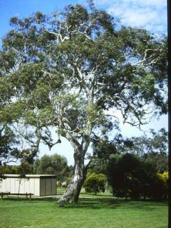 T11081 Eucalyptus camaldulensis 