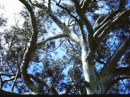 T11081 Eucalyptus camaldulensis 
