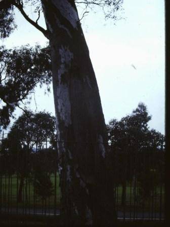 T11081 Eucalyptus camaldulensis 