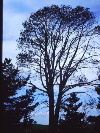 T11087 Pinus torreyana