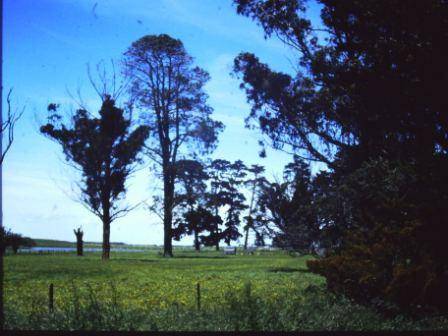 T11087 Pinus torreyana