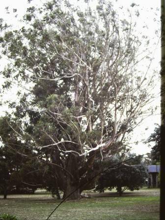 T11088 Eucalyptus pilularis