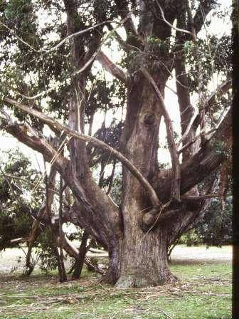 T11088 Eucalyptus pilularis