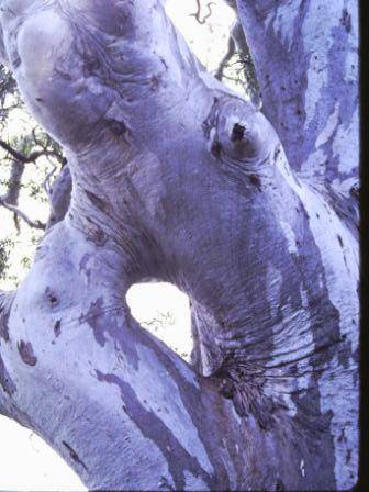 T11089 Eucalyptus camaldulensis