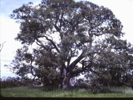 T11089 Eucalyptus camaldulensis