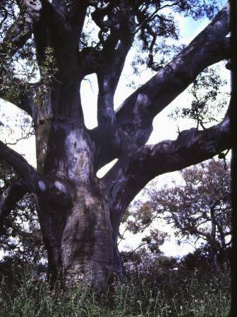 T11089 Eucalyptus camaldulensis