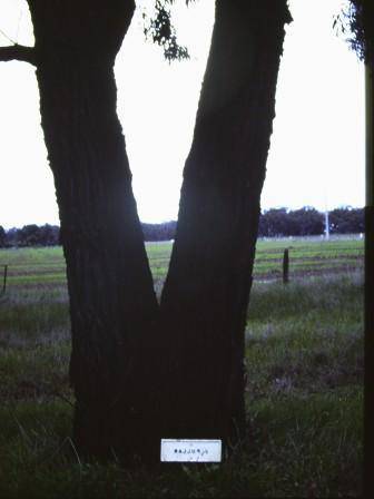 T11115 Eucalyptus Spp.