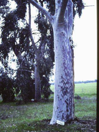 T11115 Eucalyptus Spp.